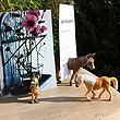 view from the farm....animal picture magnets