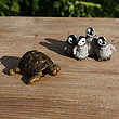 view from the zoo....animal picture magnets
