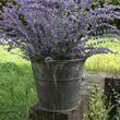 galvanised bucket